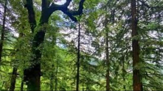 The district has jungles spread over 3,32,229 hectares, covering over 9 per cent of the total area . (Pic for representation)