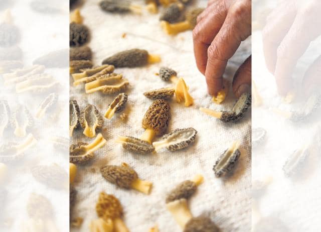 Foragers in Kashmir or Himachal air-dry wild morels before selling them to middlemen. (Adobe stock)