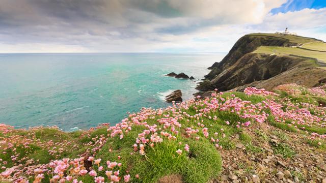 A field of flowers in Sumburgh, Shetland. (aiaikawa/Shutterstock) A field of flowers in Sumburgh, Shetland. (aiaikawa/Shutterstock)