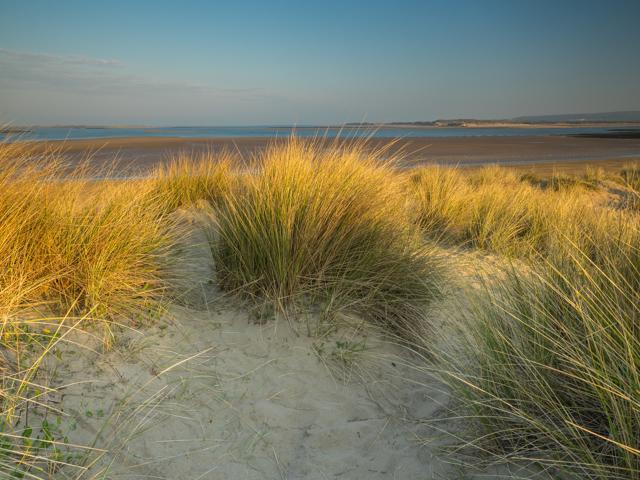 Marram grass on the sand dunes of Instow in North Devon with scenic view of river Torridge meeting the river Taw. (Twymanphoto/Shutterstock) Marram grass on the sand dunes of Instow in North Devon with scenic view of river Torridge meeting the river Taw. (Twymanphoto/Shutterstock)