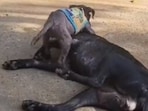 The image shows a puppy with a mama dog. 