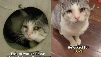 Snapshot of the cat who was saved from being euthanised.