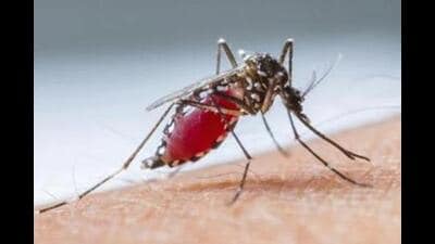 Dengue cases in Punjab seem to be surpassing last year’s count. With 133 fresh cases reported on Friday, the state has reached a case count of 10, 654 till November 10 this year, while in the corresponding period last year, the state had recorded 7,586 cases. Last year, the state had reported a total of 11,030 cases. (HT File Photo)