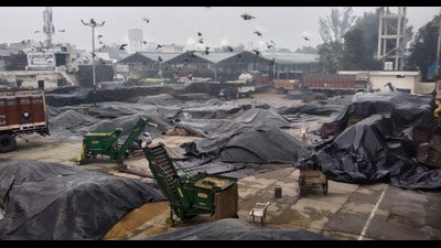 Heaps of the harvested paddy are covered with tarpaulin amid rains, at a grain market in Patiala on Friday. (PTI) Heaps of the harvested paddy are covered with tarpaulin amid rains, at a grain market in Patiala on Friday. (PTI)
