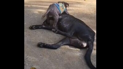 The image shows a puppy with a mama dog. (Reddit/@Saved Souls Foundation) The image shows a puppy with a mama dog. (Reddit/@Saved Souls Foundation)