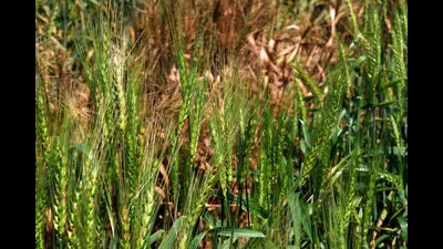 Wheat affected by spot blotch (Sourced Image) Wheat affected by spot blotch (Sourced Image)