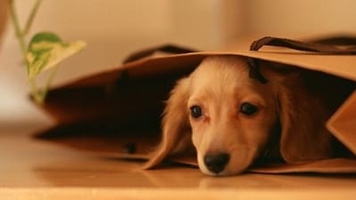 Here are some fantastic tips make sure your four-legged pals enjoy this time of year as much as you do (Pinterest) Here are some fantastic tips make sure your four-legged pals enjoy this time of year as much as you do (Pinterest)