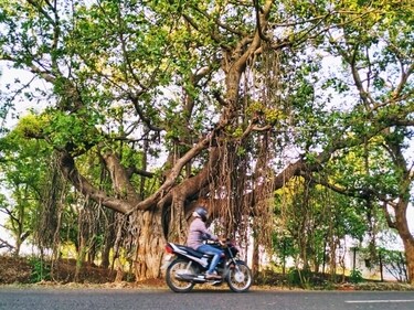 Century old Banyan trees on Hyderabad -Manneguda stretch of NH-163 (HT Photo) Century old Banyan trees on Hyderabad -Manneguda stretch of NH-163 (HT Photo)