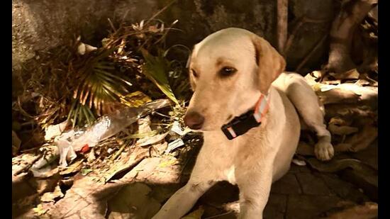 Strays at Carter Road Equipped with QR Tags for Diwali Safety