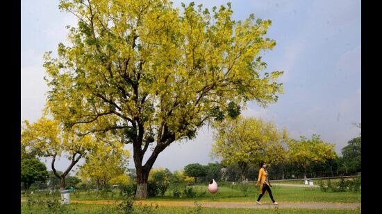Amaltas trees in bloom. (Keshav Singh/Hindustan Times)
