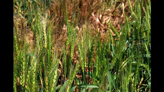 Wheat affected by spot blotch (Sourced Image)