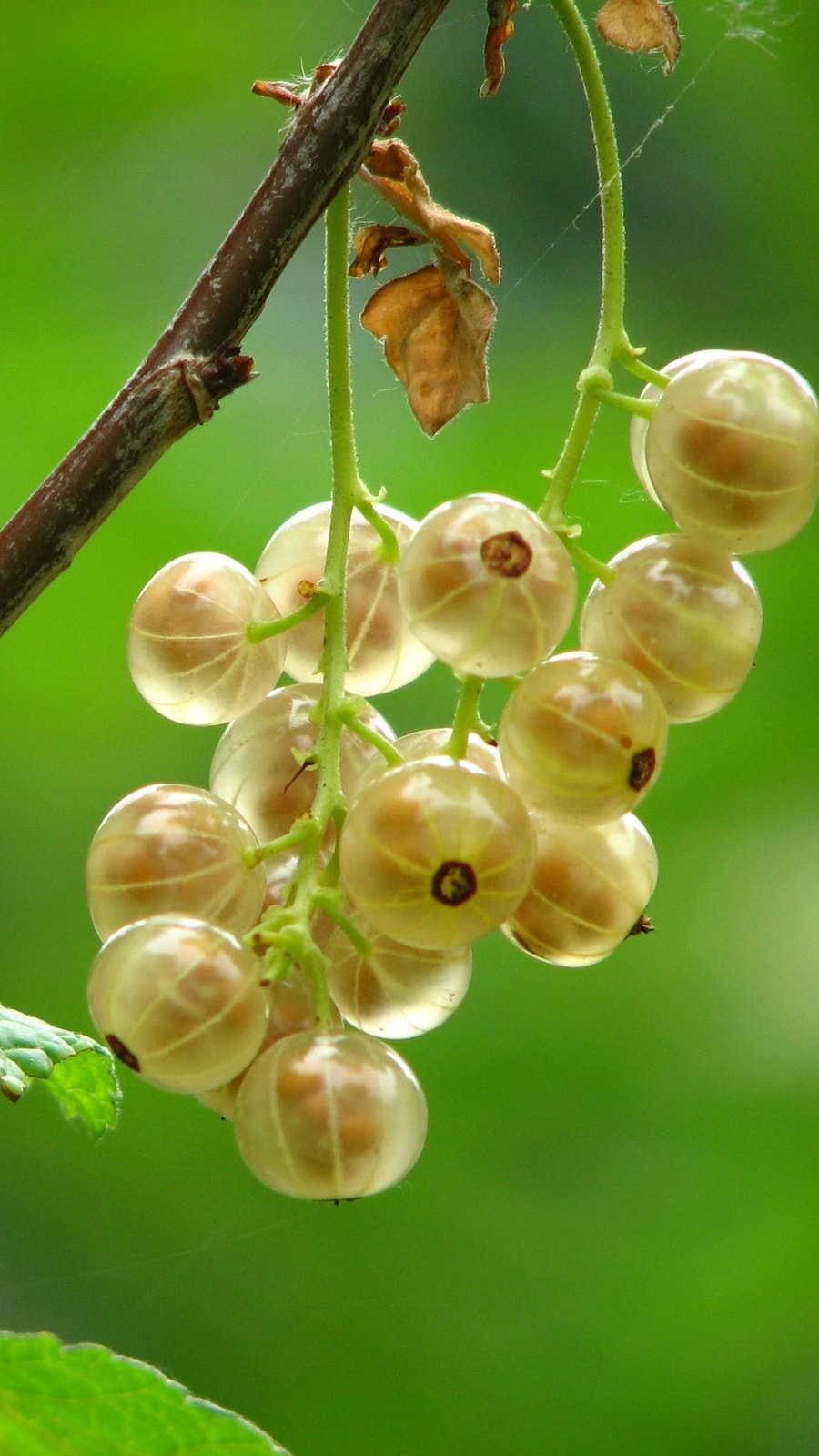 amla