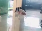The image shows a dog stopping a baby from going down a flight of stairs. 