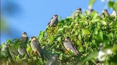 Amur falcons, locally known as Akhuaipuina, usually arrive in Manipur in thousands, mostly in Tamenglong in mid-October from their breeding grounds in South Eastern Siberia and Northern China. (Representative Image) Amur falcons, locally known as Akhuaipuina, usually arrive in Manipur in thousands, mostly in Tamenglong in mid-October from their breeding grounds in South Eastern Siberia and Northern China. (Representative Image)