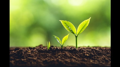 Like a seedling breaking through the soil, individuals with intense energy can overcome all obstacles and flourish in life. (Shutterstock) Like a seedling breaking through the soil, individuals with intense energy can overcome all obstacles and flourish in life. (Shutterstock)