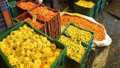 Normally, marigold flowers cost between ₹60 and ₹80 per kg. However, the rainfall ended on time this year, and the flower produced a bountiful crop. For Diwali, a large quantity of marigold flowers had arrived in the city, with buyers waiting in queue. (HT PHOTO) Normally, marigold flowers cost between ₹60 and ₹80 per kg. However, the rainfall ended on time this year, and the flower produced a bountiful crop. For Diwali, a large quantity of marigold flowers had arrived in the city, with buyers waiting in queue. (HT PHOTO)
