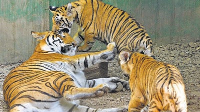 On an average 8,000 people visit the Katraj zoo on weekends and public holidays. (HT FILE PHOTO)