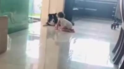 The image shows a dog stopping a baby from going down a flight of stairs. (Screengrab) The image shows a dog stopping a baby from going down a flight of stairs. (Screengrab)