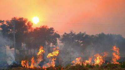 The farm fire cases have dropped drastically in the past two days as Punjab reported only 104 cases of stubble burning on Saturday. (PTI File Photo) The farm fire cases have dropped drastically in the past two days as Punjab reported only 104 cases of stubble burning on Saturday. (PTI File Photo)