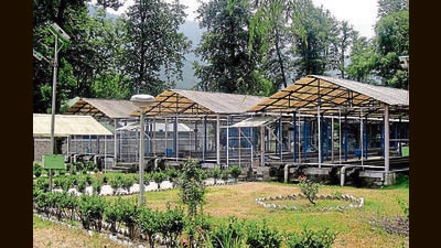 The trout fish farm at Patlikuhal in Kullu which is run by the department of fisheries (Aqil Khan/HT) The trout fish farm at Patlikuhal in Kullu which is run by the department of fisheries (Aqil Khan/HT)
