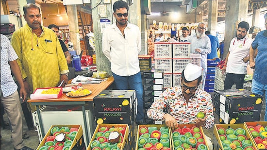 Navi Mumbai, India - Nov. 11, 2023: Trader Sanjay Pansare with Alphonso Mangoes imported from Malawi in East Africa ahead Diwali festival priced at Rs. 5500/- dozen , APMC Fruit Market in Navi Mumbai, India, on Saturday, November 11, 2023. (Photo by Bachchan Kumar/ HT PHOTO) (HT PHOTO)