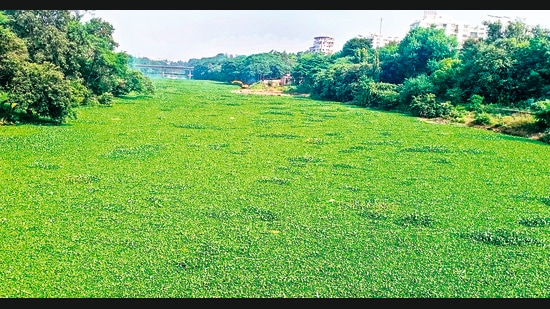 Vaishali Patkar of the Aundh Vikas Mandal said that the problem of mosquito bites in Aundh has increased manifold and that residents of Aundh and Sangvi face this problem every year. (HT PHOTO)