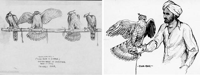 RA Widmeier’s sketches made at Amritsar mandi on Diwali fair, November 1, 1943: Four goshawks on a perch and (right) a falconer, Ch Mohammed Din, holding a female goshawk priced at ₹400. (PHOTOS: THE ARCHIVES OF FALCONRY) RA Widmeier’s sketches made at Amritsar mandi on Diwali fair, November 1, 1943: Four goshawks on a perch and (right) a falconer, Ch Mohammed Din, holding a female goshawk priced at ₹400. (PHOTOS: THE ARCHIVES OF FALCONRY)