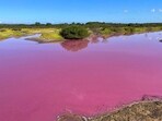 This Nov. 8, 2023, photo provided by Leslie Diamond shows the pond at the Kealia Pond National Wildlife Refuge on Maui, Hawaii, that turned pink on Oct. 30, 2023. Officials in Hawaii are investigating why the pond turned pink, but there are some indications that drought may be to blame. (Leslie Diamond via AP)