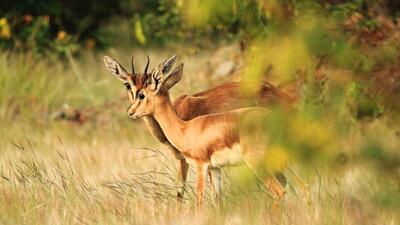 Grassland safari has received impressive footfall since its launch by the Pune Forest Division in the district on October 18. The safari covers the area around Baramati and Indapur, home to many herbivorous and carnivorous animals, including antelope, chinkara, rabbit, wolf, jackal, and hyena, and birds. (HT) Grassland safari has received impressive footfall since its launch by the Pune Forest Division in the district on October 18. The safari covers the area around Baramati and Indapur, home to many herbivorous and carnivorous animals, including antelope, chinkara, rabbit, wolf, jackal, and hyena, and birds. (HT)
