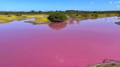 This Nov. 8, 2023, photo provided by Leslie Diamond shows the pond at the Kealia Pond National Wildlife Refuge on Maui, Hawaii, that turned pink on Oct. 30, 2023. Officials in Hawaii are investigating why the pond turned pink, but there are some indications that drought may be to blame. (Leslie Diamond via AP) (AP) This Nov. 8, 2023, photo provided by Leslie Diamond shows the pond at the Kealia Pond National Wildlife Refuge on Maui, Hawaii, that turned pink on Oct. 30, 2023. Officials in Hawaii are investigating why the pond turned pink, but there are some indications that drought may be to blame. (Leslie Diamond via AP) (AP)