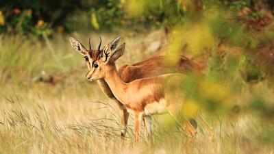 The safari covers the area around Baramati and Indapur, home to many herbivorous and carnivorous animals, including antelope, chinkara, rabbit, wolf, jackal, and hyena, and birds. (HT PHOTO)