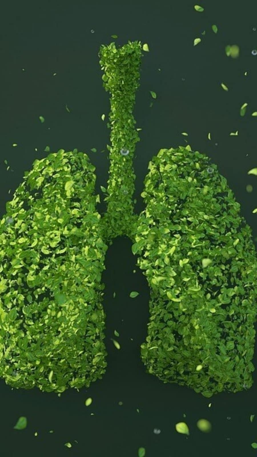 lungs