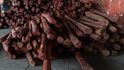 India has been removed from the Review of Significant Trade for Red Sanders (Representative Image) (FILE PHOTO) India has been removed from the Review of Significant Trade for Red Sanders (Representative Image) (FILE PHOTO)