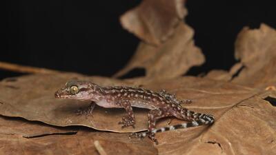 The new gecko species ‘Cyrtodactylus vairengtensis’. (Photo by Lal Muansanga) The new gecko species ‘Cyrtodactylus vairengtensis’. (Photo by Lal Muansanga)