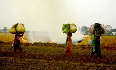 Women carrying dry straw walk past the burning paddy stubble in a field at a village near Patiala on November 9. (ANI) Women carrying dry straw walk past the burning paddy stubble in a field at a village near Patiala on November 9. (ANI)