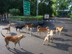 Stray dogs seen walking across a street. Stray dogs seen walking across a street.