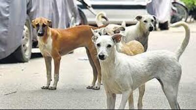 As per the Punjab and Haryana high courts ruling, minimum financial assistance, to the victims of dog bites, will be ₹10,000 per tooth mark. (HT Photo) As per the Punjab and Haryana high courts ruling, minimum financial assistance, to the victims of dog bites, will be ₹10,000 per tooth mark. (HT Photo)