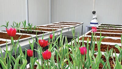 Flowers begin to bloom at the tulip chamber. (Vipin Kumar/ HT Photo) Flowers begin to bloom at the tulip chamber. (Vipin Kumar/ HT Photo)
