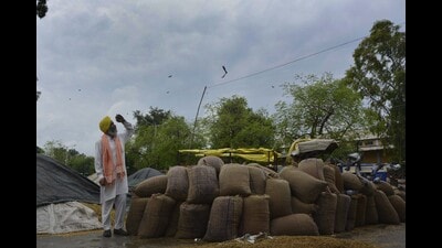Following a complaint by the food, civil supplies and consumer affairs secretary, Gurkirat Kirpal Singh about bogus purchase in grain markets on Diwali, nearly 40 teams of the Punjab Vigilance Bureau (VB) raided various grain markets to access stock of paddy procured in the wee hours on Tuesday. (HT File Photo) Following a complaint by the food, civil supplies and consumer affairs secretary, Gurkirat Kirpal Singh about bogus purchase in grain markets on Diwali, nearly 40 teams of the Punjab Vigilance Bureau (VB) raided various grain markets to access stock of paddy procured in the wee hours on Tuesday. (HT File Photo)