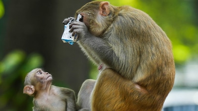 Forest officials are trying to nab the monkeys. (PTI representational photo) Forest officials are trying to nab the monkeys. (PTI representational photo)