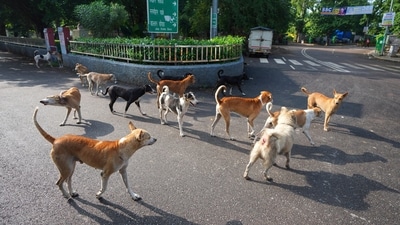 Stray dogs seen walking across a street. (AP) Stray dogs seen walking across a street. (AP)