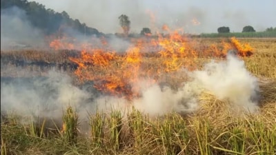 The area under paddy cultivation has increased to 3 million hectares in Punjab this year, with an estimated production of over 20 million tonnes of straw in the state (HT File Photo) The area under paddy cultivation has increased to 3 million hectares in Punjab this year, with an estimated production of over 20 million tonnes of straw in the state (HT File Photo)
