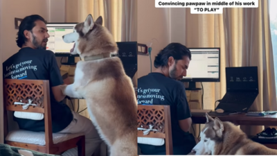 Husky convincing its pet dad. (Instagram/@damon_thehimalayanhusky) Husky convincing its pet dad. (Instagram/@damon_thehimalayanhusky)