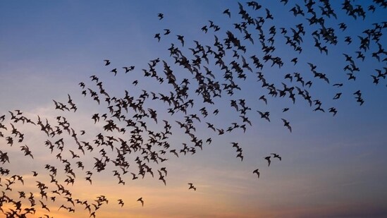 “Bats and owls/ransack the night/in search of remnants/of memory hidden/by human beings.” - From ‘Chakmak’ by Ramesh Karthik Nayak (Shutterstock)