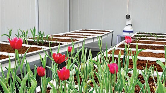 Flowers begin to bloom at the tulip chamber. (Vipin Kumar/ HT Photo)