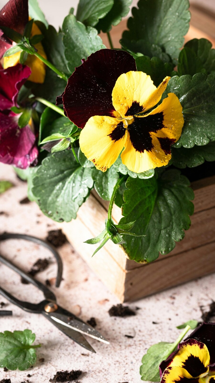 winter_flowers