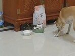 Snapshot of the dog and the cat. Snapshot of the dog and the cat.