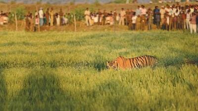 Maharashtra’s tiger zones under threat as state proposes to cut over 2.5 lakh trees for projects Maharashtra’s tiger zones under threat as state proposes to cut over 2.5 lakh trees for projects