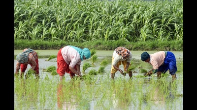 According to the figures updated till Wednesday, farmers brought 172 LMT of non-basmati yield in the grain markets in the ongoing harvesting season, while 16 LMT of basmati production reached the purchasing centres. (HT File Photo) According to the figures updated till Wednesday, farmers brought 172 LMT of non-basmati yield in the grain markets in the ongoing harvesting season, while 16 LMT of basmati production reached the purchasing centres. (HT File Photo)