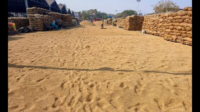 Bundles of paddy crops are kept at the New Grain market, in Patiala on Wednesday. The department of food supplies and consumer affairs on Wednesday decided to resume paddy procurement operations at 285 grain markets of Punjab from Thursday. (ANI) Bundles of paddy crops are kept at the New Grain market, in Patiala on Wednesday. The department of food supplies and consumer affairs on Wednesday decided to resume paddy procurement operations at 285 grain markets of Punjab from Thursday. (ANI)